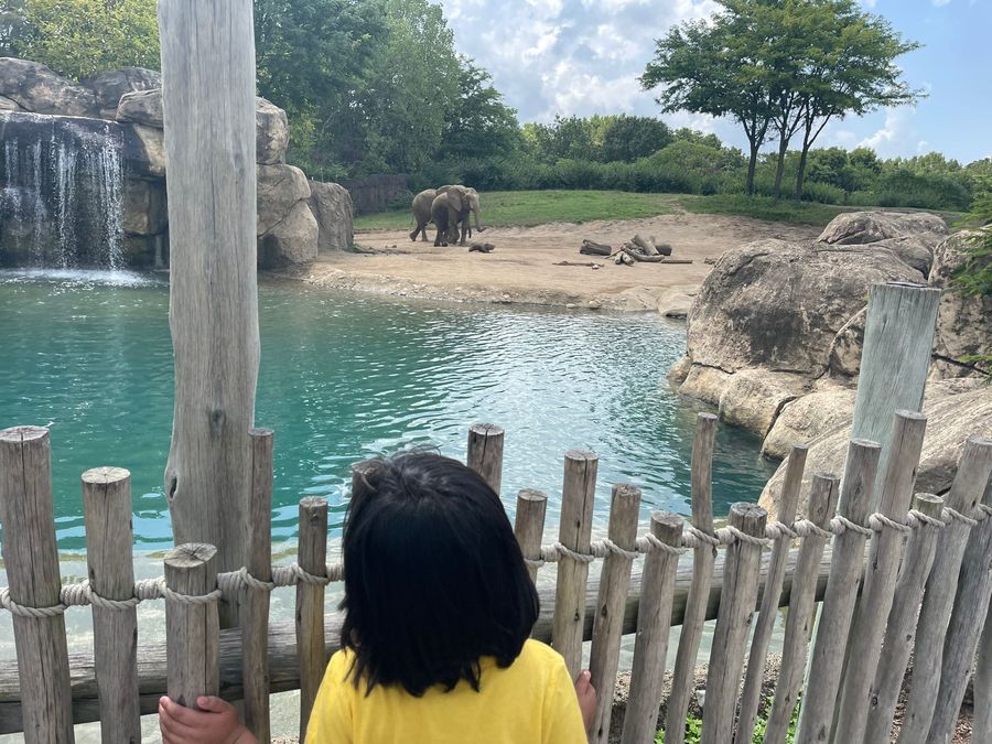 A child watching elephants across the water during a community zoo outing
