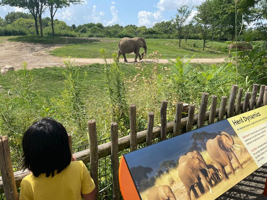 A child reading an interpretive sign at an elephant habitat